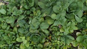 企業研修型とは