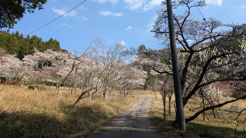西粟倉村の桜並木の小道