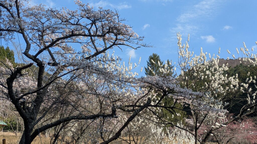 西粟倉村の春・満開の桜