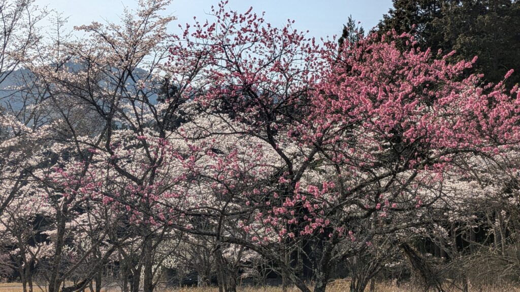 西粟倉村の春の風景