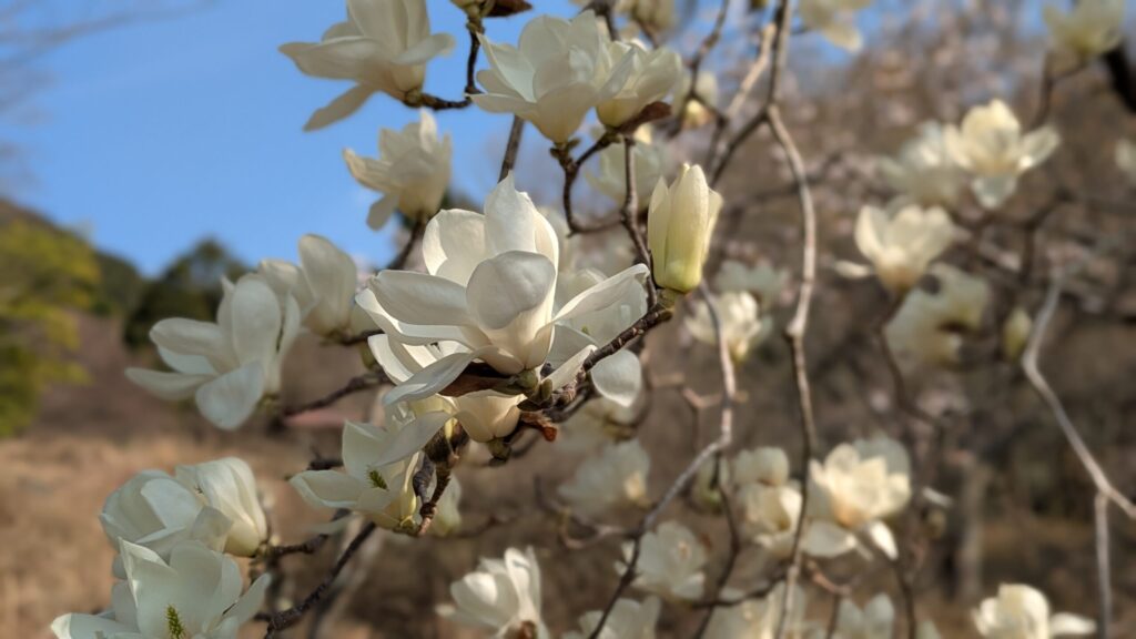 西粟倉村の白モクレン