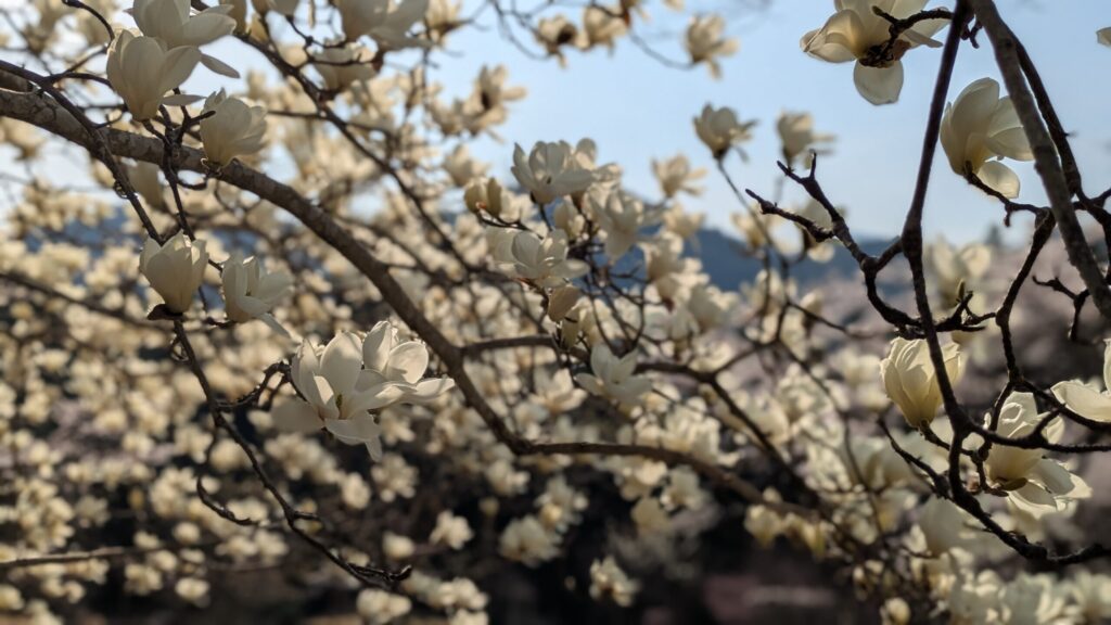 西粟倉村の春の風景
