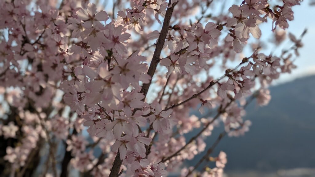 西粟倉村の桜並木