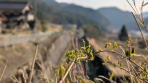 協力隊やめとけは本当か